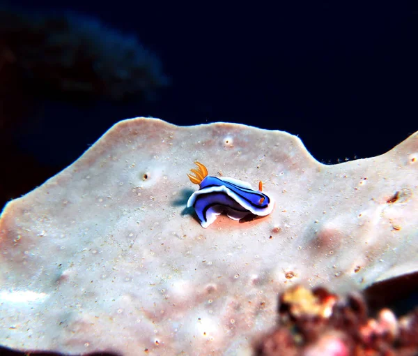 Chromodoris Lochi Nudibranch Soft Coral Boracay Island Philippines — 图库照片