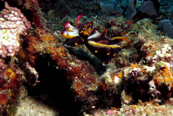 Colorful Flamboyant Cuttlefish Hunting Boracay Island Philippines — Stockfoto