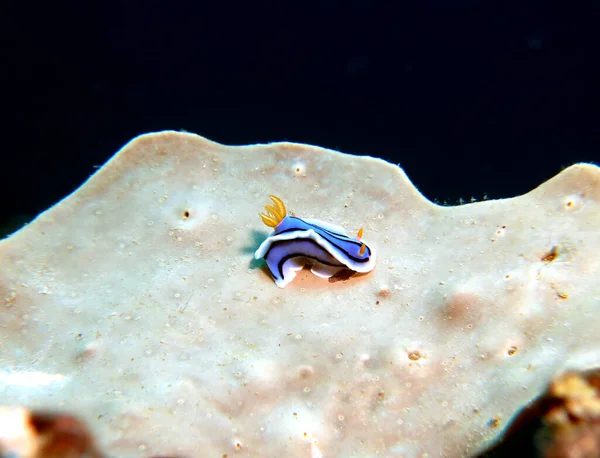 Chromodoris Lochi Nudibranch Soft Coral Boracay Island Philippines — Stock fotografie