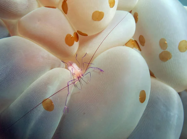 Bubble Coral Shrimp Bubble Coral Cebu Philippines — Stockfoto