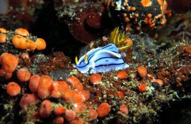 A Chromodoris Lochi nudibranch crawling on soft corals Boracay Island Philippines