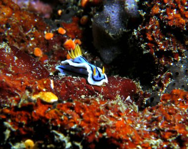 A Chromodoris Lochi nudibranch crawling on soft corals Boracay Island Philippines