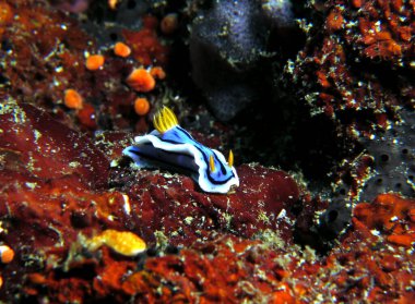 A Chromodoris Lochi nudibranch crawling on soft corals Boracay Island Philippines