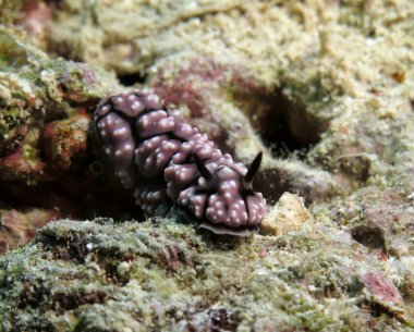 Front view of a Phyllidiella Pustulosa nudibranch Cebu Philippines
