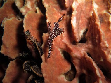 A black Ornate ghost pipefish on a Barrel sponge Boracay Island Philippines