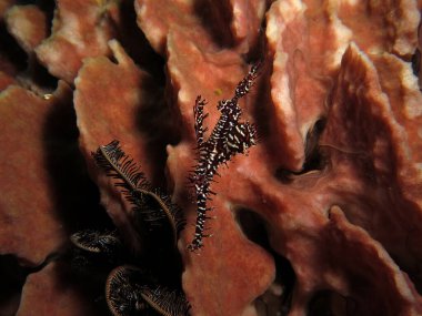 A black Ornate ghost pipefish on a Barrel sponge Boracay Island Philippines