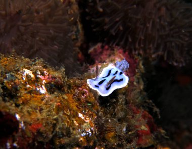 A Chromodoris Willani nudibranch Boracay Philippines