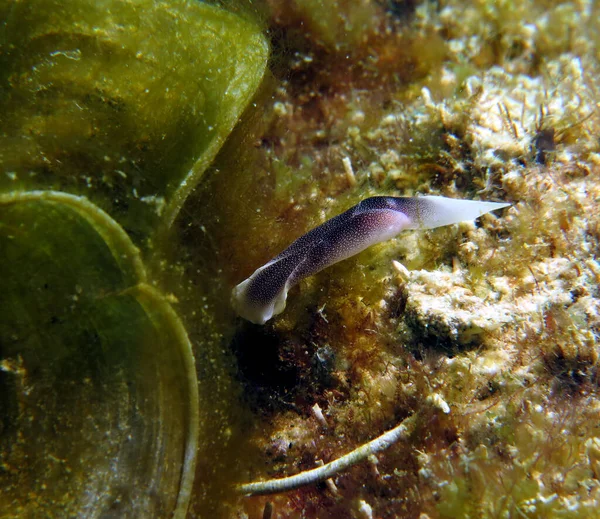 Chelidonura Amoena Nudibranch Boracay Island Filipinas — Fotografia de Stock