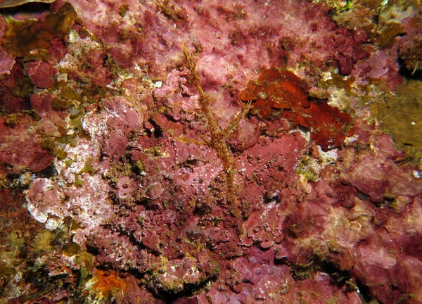 Yellow Ornate Ghost Pipefish Boracay Philippines — Fotografia de Stock