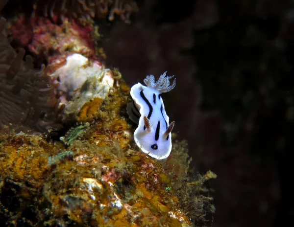 Chromodoris Willani Nudibranch Boracay Philippines — ストック写真