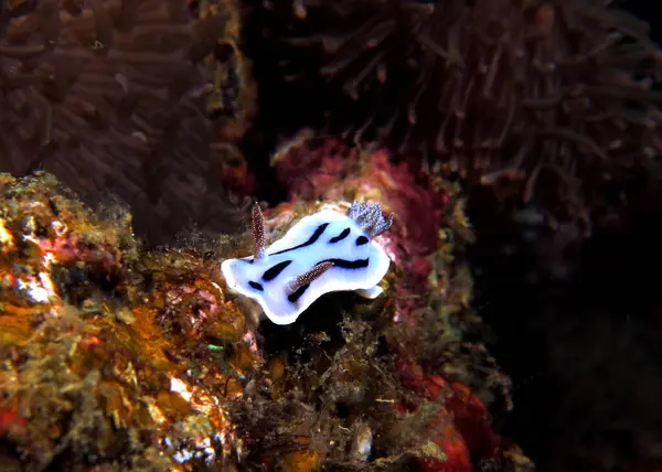 Chromodoris Willani Nudibranch Boracay Philippines — ストック写真