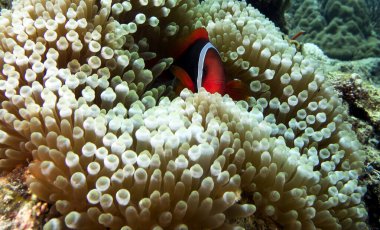 Tomato anemonefish in anemone Boracay Island Philippines