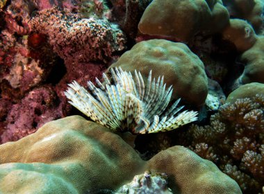 A white Tube worm on a shallow reef Boracay Island Philippines