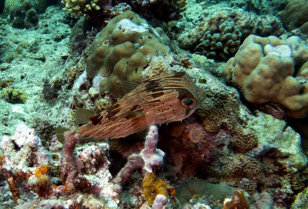 Masked Porcupinefish Shallow Reef Boracay Island Philippines — Stockfoto