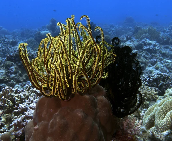 Feather Star Also Known Oxycomonthus Bennetti Boracay Island Philippines — 图库照片