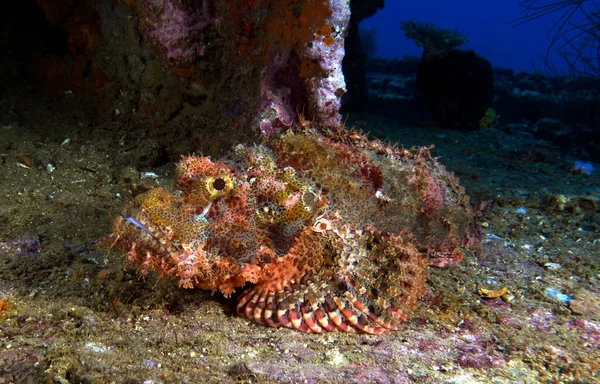 Skäggig Skorpionfisk Kamouflerad Ett Vrak Boracay Island Philippines — Stockfoto