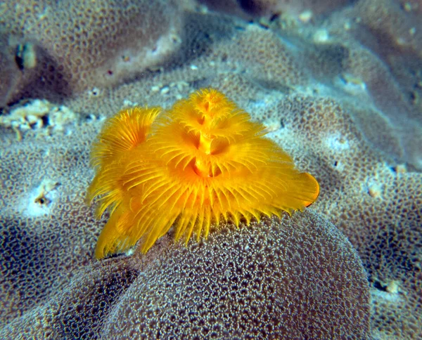 Σκουληκάκι Spirobranchus Giganteus Boracay Island Φιλιππίνες — Φωτογραφία Αρχείου