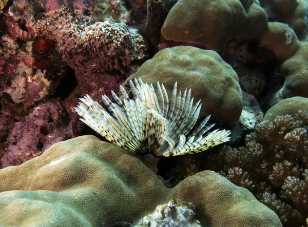 White Tube Worm Shallow Reef Boracay Island Philippines — Stockfoto