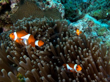 Boracay Filipinleri 'nde üç sahte palyaço anemonisi