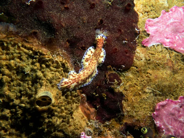 Een Pseudoceros Platworm Kruipend Zacht Koraal Boracay Island Filippijnen — Stockfoto