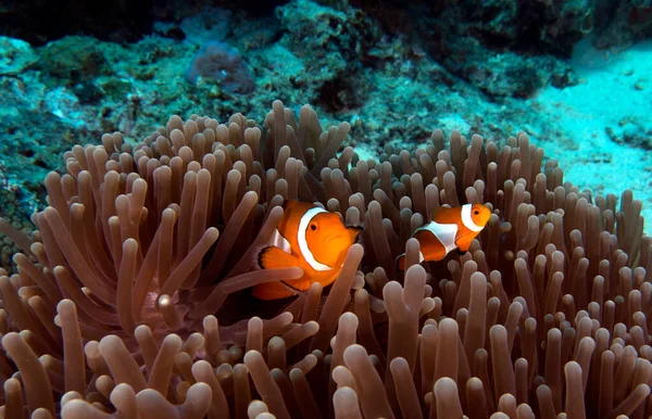 Boracay Filipinlerinde bir çift sahte palyaço anemonisi.