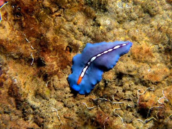 Racing Stripe Flatworm Mászik Egy Roncs Boracay Fülöp Szigetek — Stock Fotó