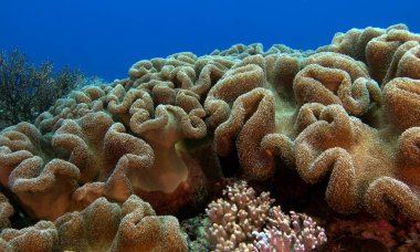 A Mushroom soft coral on a shallow reef Boracay island Philippines