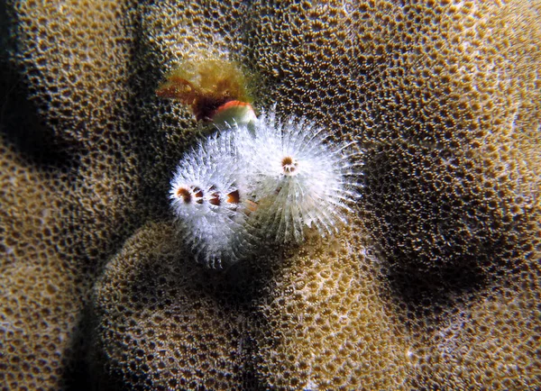Gusano Árbol Navidad Blanco Coral Marrón Boracay Filipinas — Foto de Stock