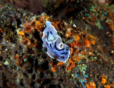 Yumuşak mercanlar üzerinde sürünen bir Chromodoris Willani çıplak dalışı Boracay Adası Filipinleri