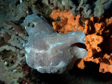 A grey Painted Frogfish resting on corals Boracay Island Philippines