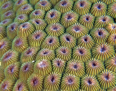 Diploastrea heliopora mercan Boracay Adası Filipinleri 'nin yakın görüntüsü