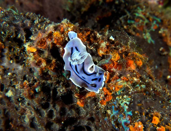 柔らかいサンゴを這うクロモドリス ウィラニ ヌーディブランチ ボラカイ島フィリピン — ストック写真