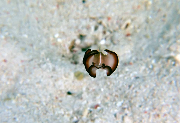 Pseudoceros Bimarginatus Flatworm Swimming Boracay Island Philippines — стоковое фото