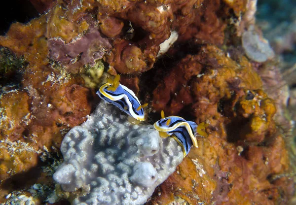 Bir çift Chromodoris annae nudibranchs Boracay Adası Filipinleri