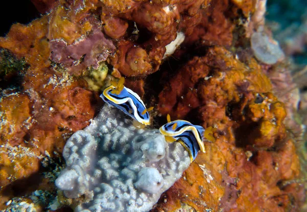 Pair Chromodoris Annae Nudibranchs Boracay Island Philippines — Stock Photo, Image