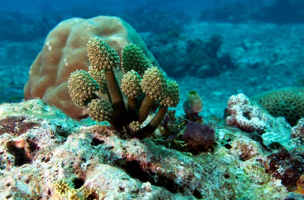 被称为 Quot 尾迹绿Ascidian Boracay岛 Quot 的菲律宾金丝雀 — 图库照片