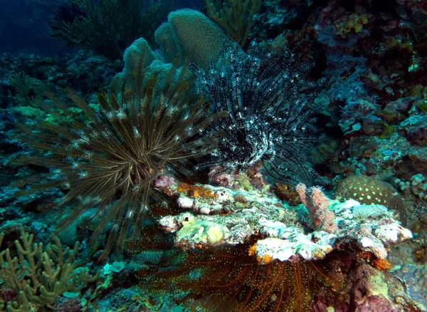 Estrella Plumas Brazo Largo Arrecife Poco Profundo Isla Boracay Filipinas —  Fotos de Stock