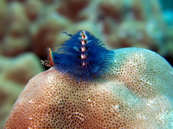 Blue Christmas Tree Worm Spirobranchus Giganteus Boracay Island Philippines — Fotografia de Stock