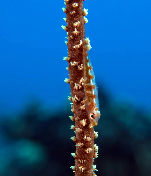 Ένας Goby Ένα Κοράλλι Whip Boracay Island Φιλιππίνες — Φωτογραφία Αρχείου