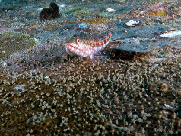 Sand Lizardfish Resting Airplane Wreck Boracay Island Philippines —  Fotos de Stock