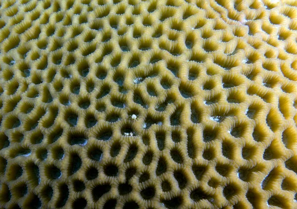 Favia Brain Coral Shallow Reef Boracay Island Philippines — стоковое фото