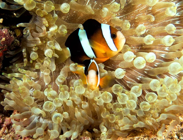 Para Anemonefish Clarka Wewn Trz Bubble Tip Anemone Boracay Wyspa — Zdjęcie stockowe