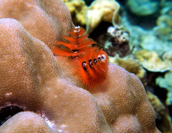 Verme Árvore Natal Laranja Spirobranchus Giganteus Boracay Island Filipinas — Fotografia de Stock