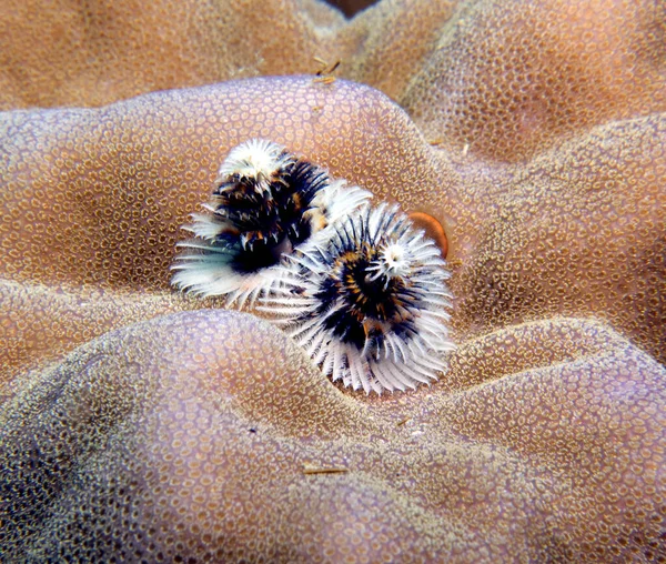 Robak Choinkowy Spirobranchus Giganteus Boracay Wyspa Filipiny — Zdjęcie stockowe