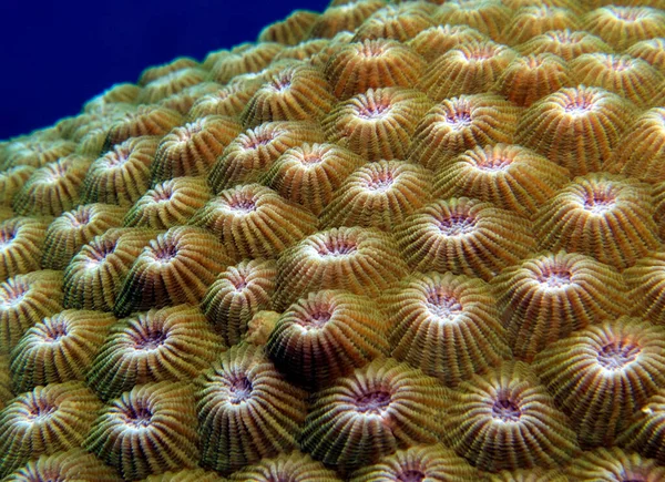 Diploastrea Heliopora Coral Arrecife Poco Profundo Isla Boracay Filipinas — Foto de Stock