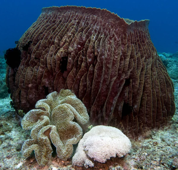 Sığ bir Boracay Adası Filipinlerinde dev bir varil süngeri.