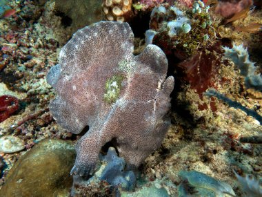 Yumuşak bir mercan Boracay Adası Filipinlerinde gri bir kurbağa balığı