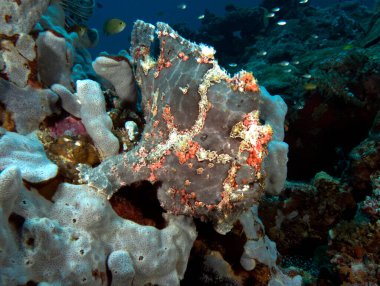 Boyanmış bir kurbağa balığı Gri yumuşak bir mercan Boracay Adası Filipinlerinde