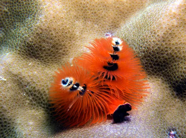 Oranžový Vánoční Stromek Červ Spirobranchus Giganteus Boracay Island Filipíny — Stock fotografie