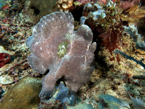 Yumuşak bir mercan Boracay Adası Filipinlerinde gri bir kurbağa balığı